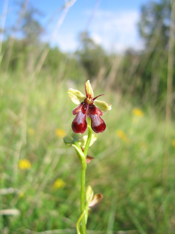 Ophrys insectifera